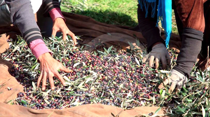 جمع 122 ألف قنطار من الزيتون بعين تموشنت