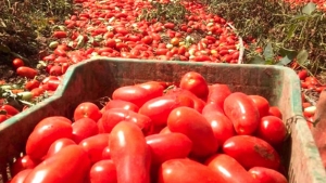 توقع جمع 2.5 مليون قنطار من الطماطم الصناعية