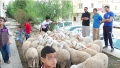 جمع 10 آلاف أضحية وتوزيعها في 55 ولاية