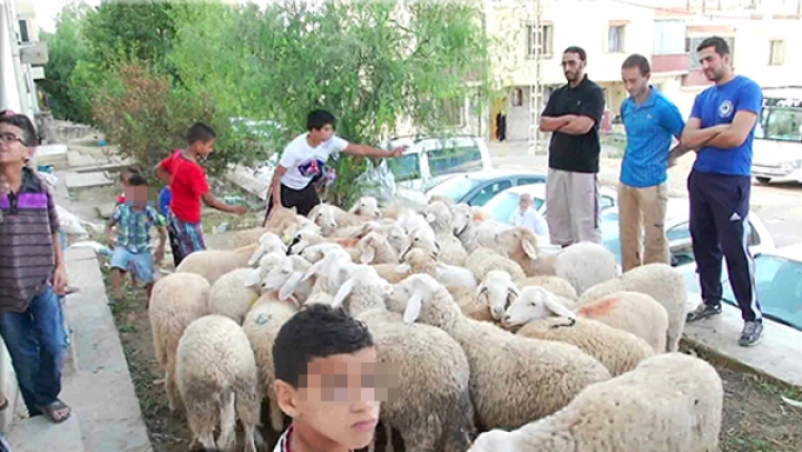 جمع 10 آلاف أضحية وتوزيعها في 55 ولاية