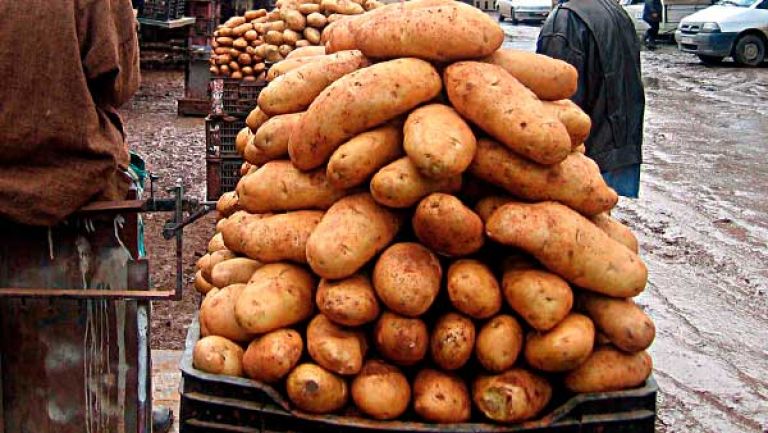 نراهن على الاكتفاء الذاتي في البذور