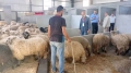 بورصة الأضاحي بتلمسان تلتهب