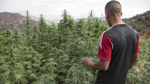 المغرب الأول عالميا في إنتاج مخدر القنب