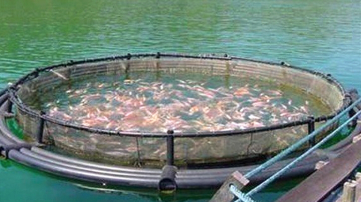 إلغاء عقود امتياز لـ 15 مشروعا لتربية المائيات بوهران