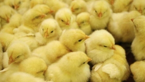 مشروع لإنتاج 640 ألف كتكوت بتيارت