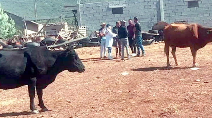 جهود لمحاصرة عدوى التهاب الجلد العقدي