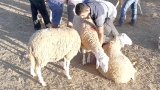 المبادرات الخيرية تُنعش روح التكافل