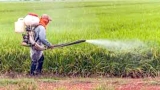 دعوة الفلاحين لرش المحاصيل بالمبيدات