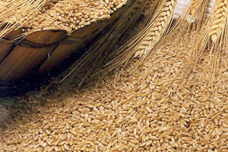 الجزائر تستورد 40٪ من منتوج القمح الصلب في العالم
