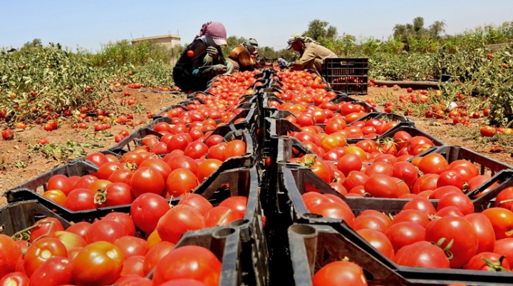 موسم الطماطم ونكهات الزمن الجميل