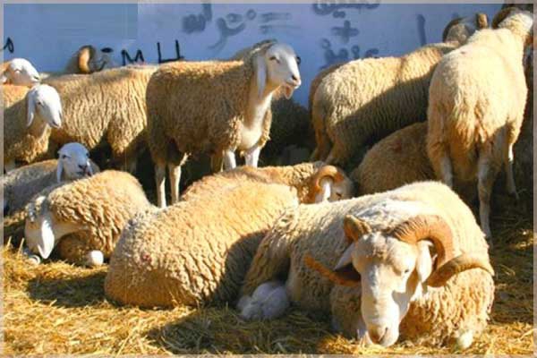 أسواق الماشية تحت رحمة &quot;السماسرة&quot;