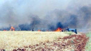 حملات لتعويض 620 هكتار التهمتها النيران