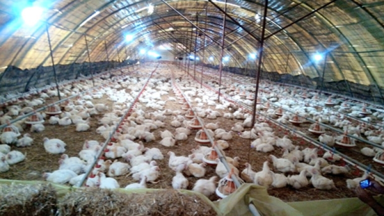 هذه أسباب ارتفاع أسعار البطاطا والدجاج