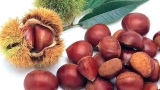 انطلاق جني ثمرة القسطل بجبال أولاد أعطية