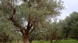 شجرة الزيتون.. رمز فخر على مر الأجيال
