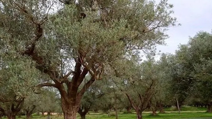 شجرة الزيتون.. رمز فخر على مر الأجيال