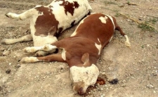 ذبح 50 رأسا من البقر بسبب إصابتها بالحمى القلاعية بقسنطينة