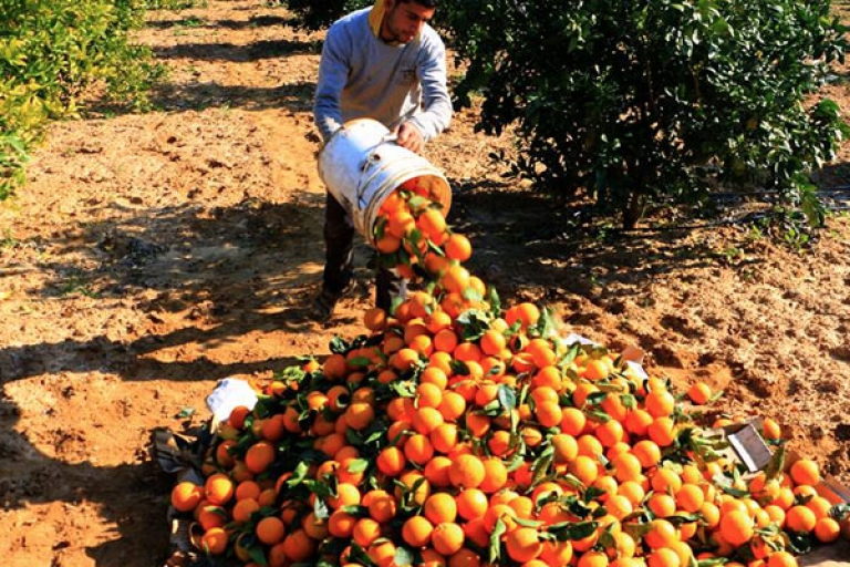 جني 21 ألف قنطار من الحمضيات بولاية وهران