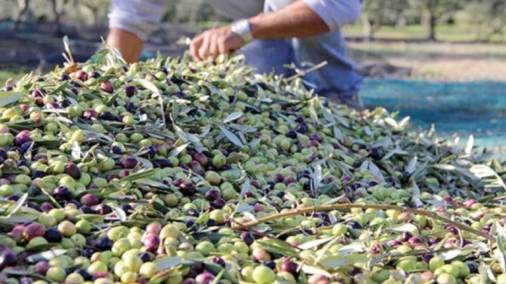 قفزة نوعية في تطوير شعبة الزيتون ببرج بوعريريج