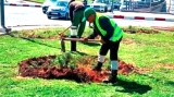تهيئة 3 مساحات خضراء جديدة