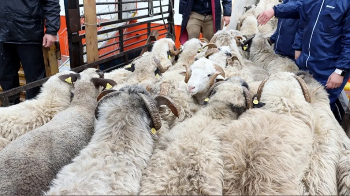 استقبال شحنة من الأغنام المستوردة تحسّبا لعيد الأضحى