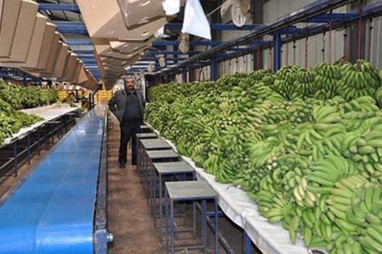 ضوء أخضر لـ6 متعاملين باستيراد الموز