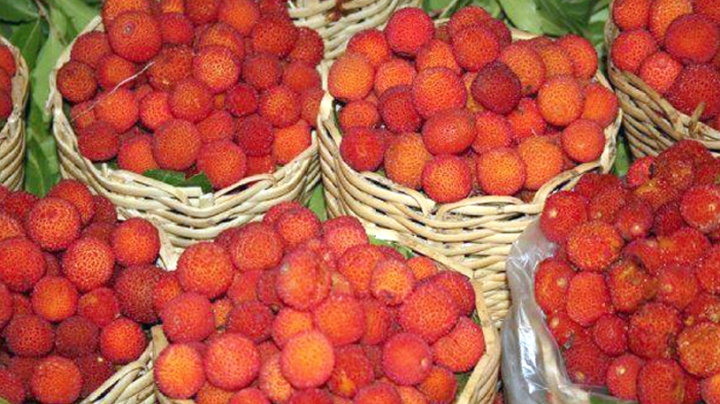 انطلاق جني فاكهة &quot;القطلب&quot; بسكيكدة