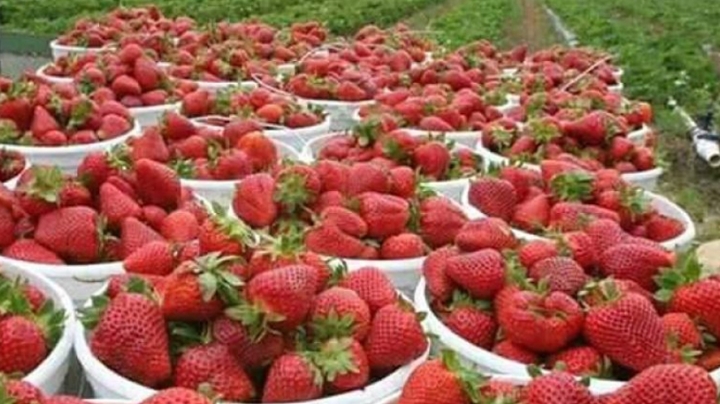 جهود لتطوير إنتاج فراولة روسيكادا