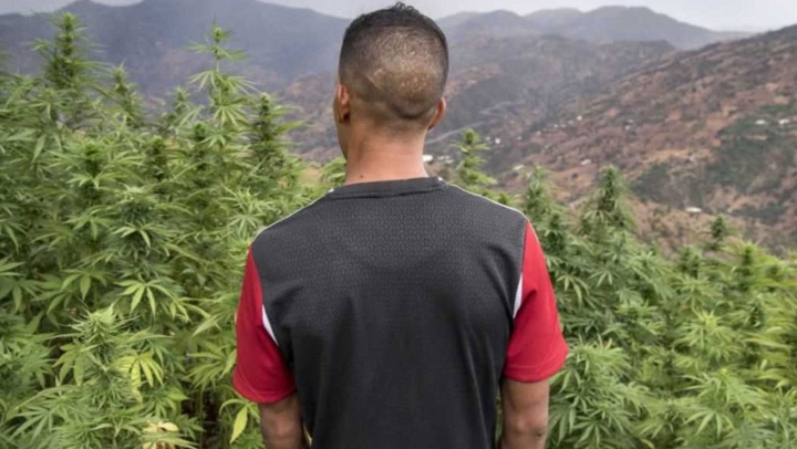 العالم يكافح المخدرات والمغرب يشرعنها