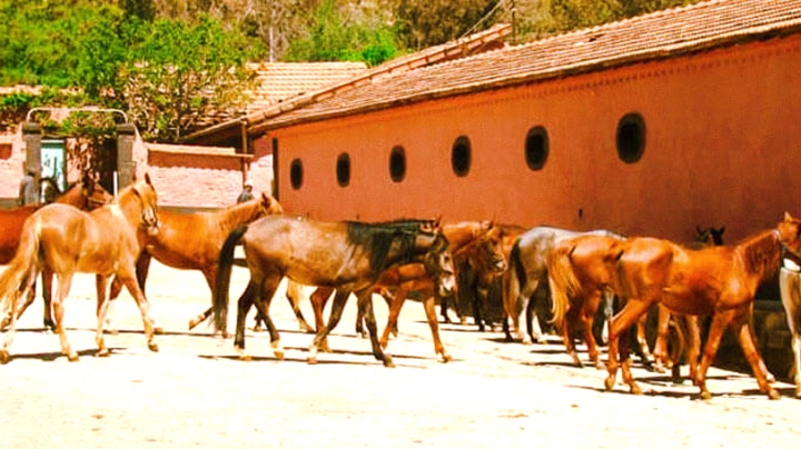 تحقيق وبائي حول الوضع الصحي للخيول