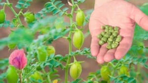 اهتمام كبير بزراعة الحمص