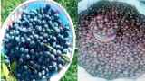 دعوة لتثمين الأعشاب والنباتات الطبيعية