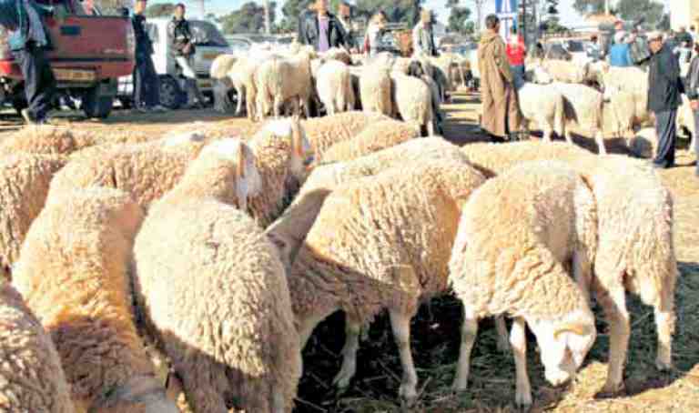 تحويل سوق المواشي السابق لبيع السيارات المستعملة