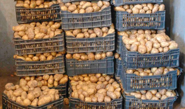 تخزين 10 آلاف طن من البطاطس في إطار آلية ”سيربالاك”
