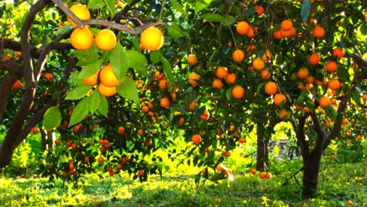 البليدة نموذج وطني في ترقية شعبة الحمضيات