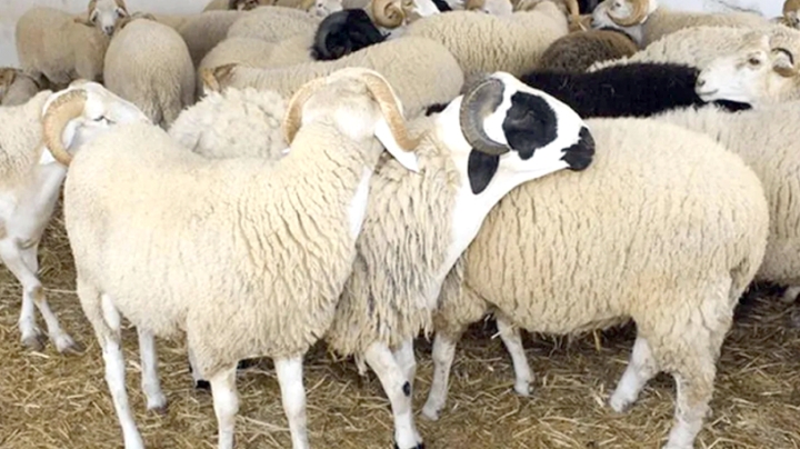 أسعار الأضاحي المحلية ستستقر في الأيام المقبلة