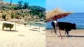 شاطئ الأبقار ملاذ الباحثين عن سحر الطبيعة
