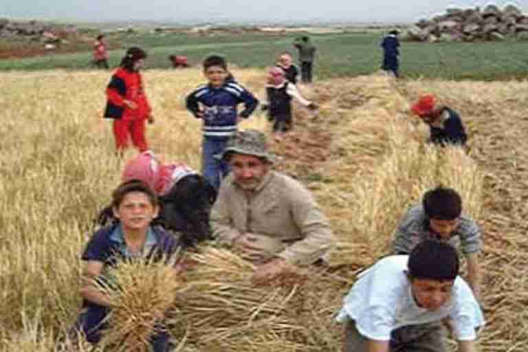 ‘’التويزة"... عادة راسخة