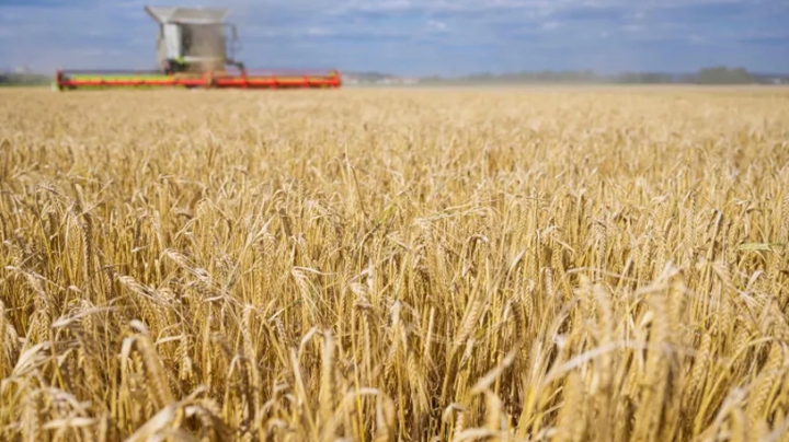 الجزائر من أكبر منتجي الشعير في إفريقيا