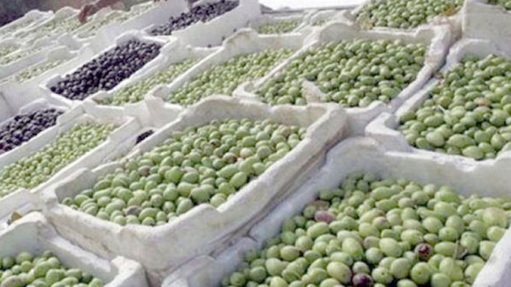 توقُّع إنتاج 45 ألف قنطار من الزيتون