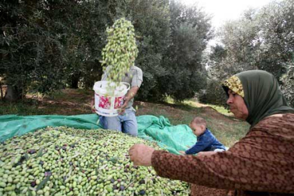 توقع جني أزيد من 117 ألف قنطار من الزيتون