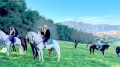 مزارع تيبازة.. بين الترفيه والتعليم
