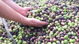 توقُّع 25 قنطارا في الهكتار من الزيتون بعين تموشنت