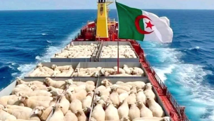 دعابات ونكت تترجم سعادة الأسر