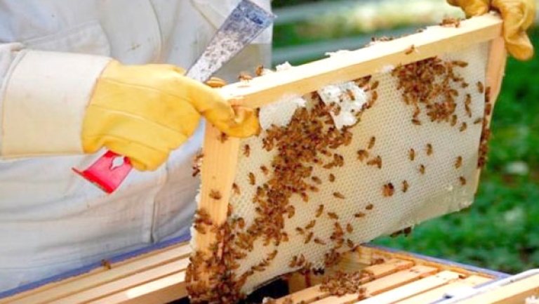 مساع لتطوير منتجات النحل بعين تموشنت