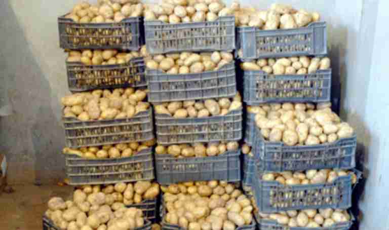 طرح 8 آلاف طن من البطاطا المخزنة