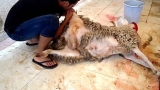 زوال تدريجي لمهارات نحر الأضاحي
