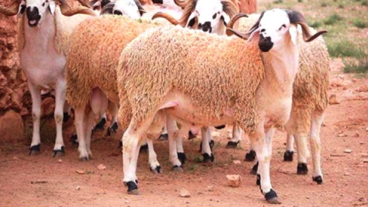 الأضاحي المستورَدة السبيل الوحيد لمحدودي الدخل