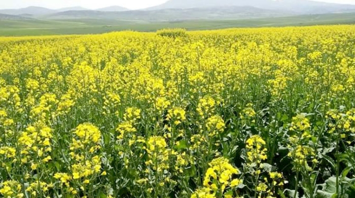 موسم واعد للزراعات الزيتية بالبليدة