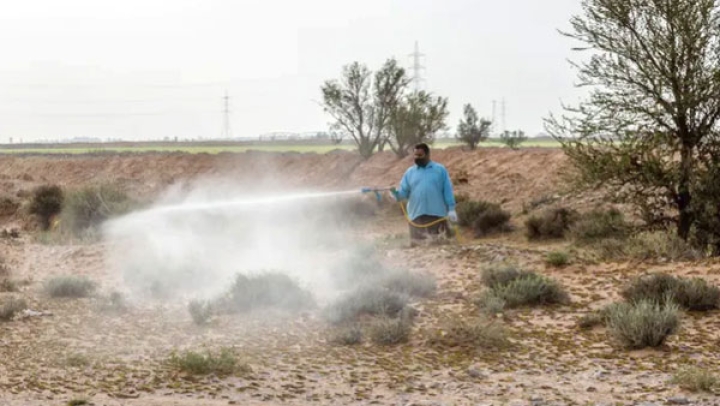 المصادقة على خطة عمل لمراقبة الجراد